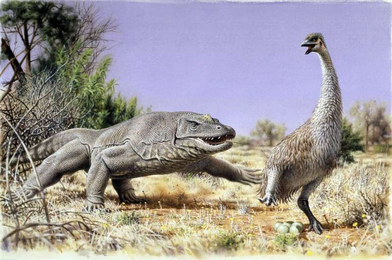 First Australians ate giant eggs of huge flightless birds, ancient proteins confirm