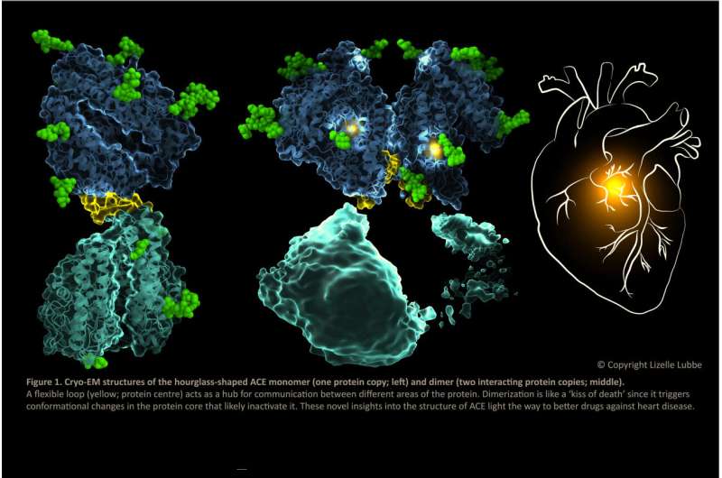 First cryo-EM structures of angiotensin-converting enzyme (ACE) pave the way for better drugs to treat heart disease