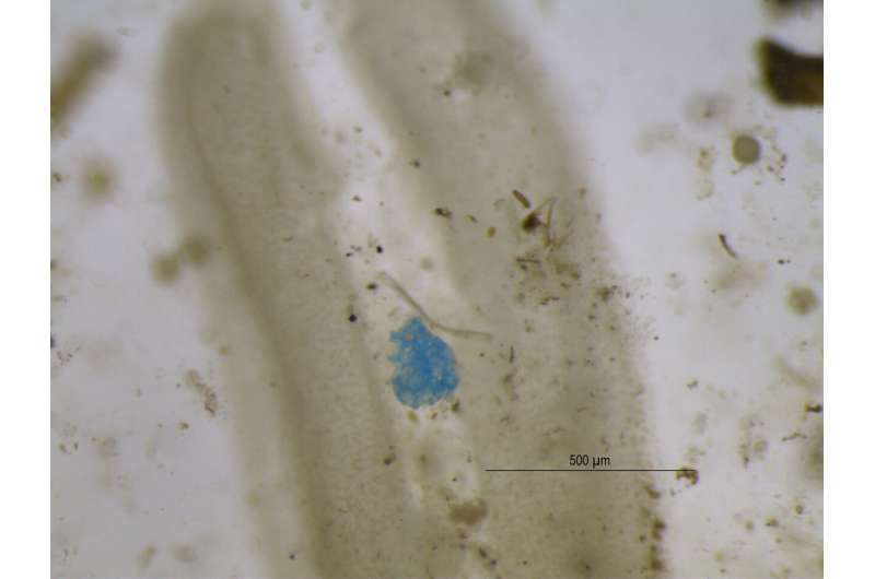 First discovery of microplastics from water trapped on plant leaves