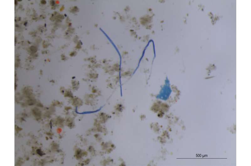Primer descubrimiento de microplásticos del agua atrapada en las hojas de las plantas