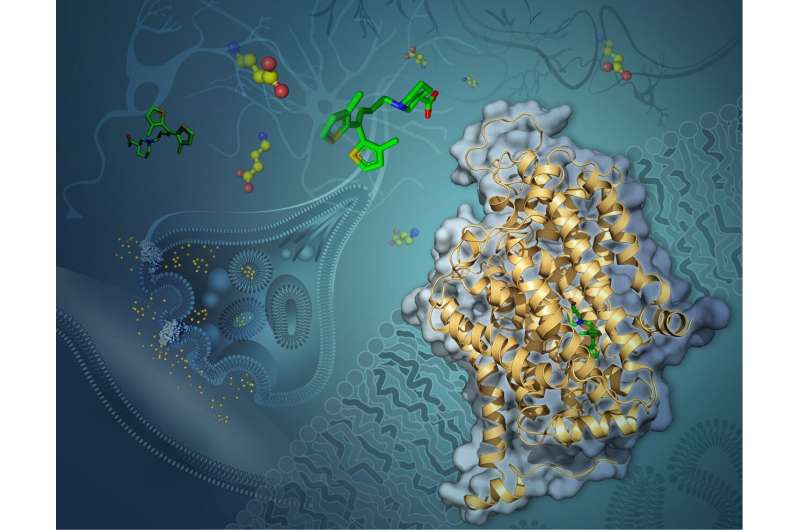 First-ever elucidation of a small protein's structure could signal help for those with epilepsy and other disorders