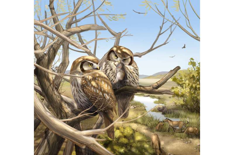 The world's first working owl found on the edge of the Tibetan Plateau