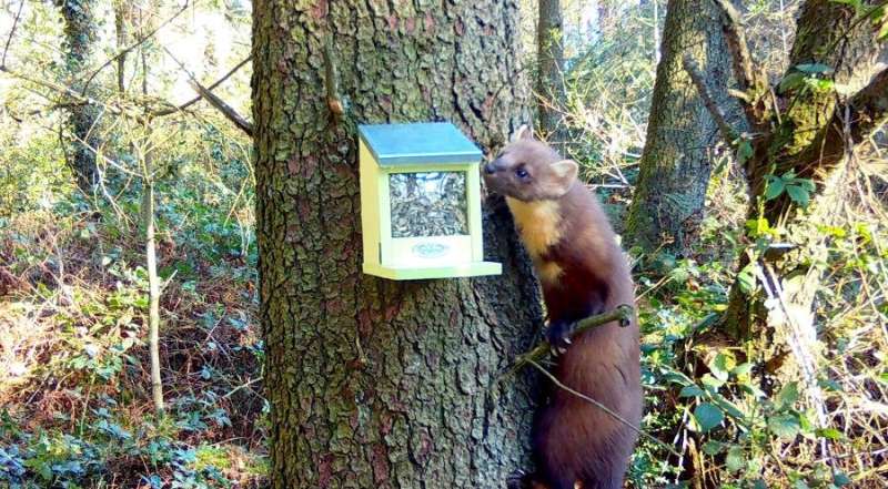 First pine marten discovered on Anglesey
