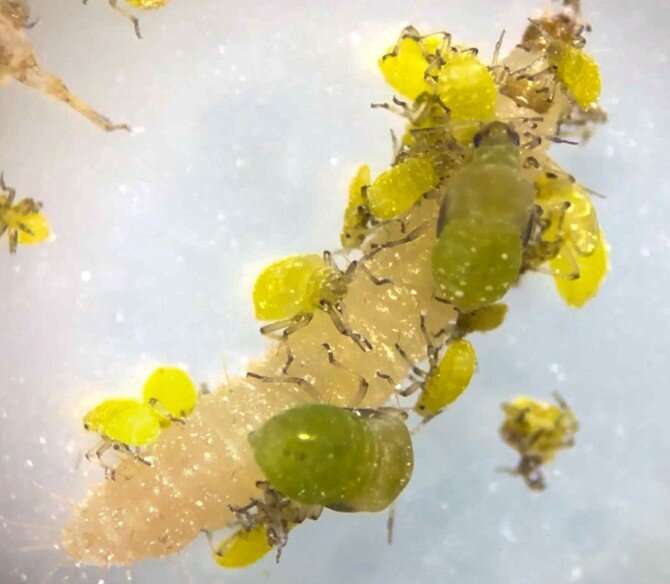 First record of a gall-forming aphid fighting off predator