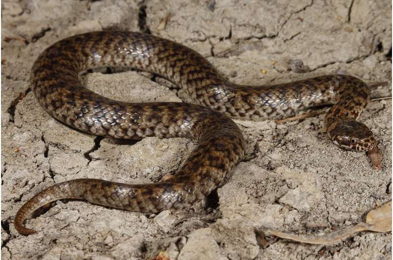 First sighting of venomous mud adder in South Australia