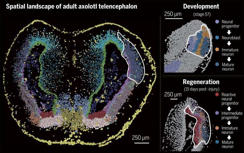 First spatiotemporal map of brain regeneration in the axolotl