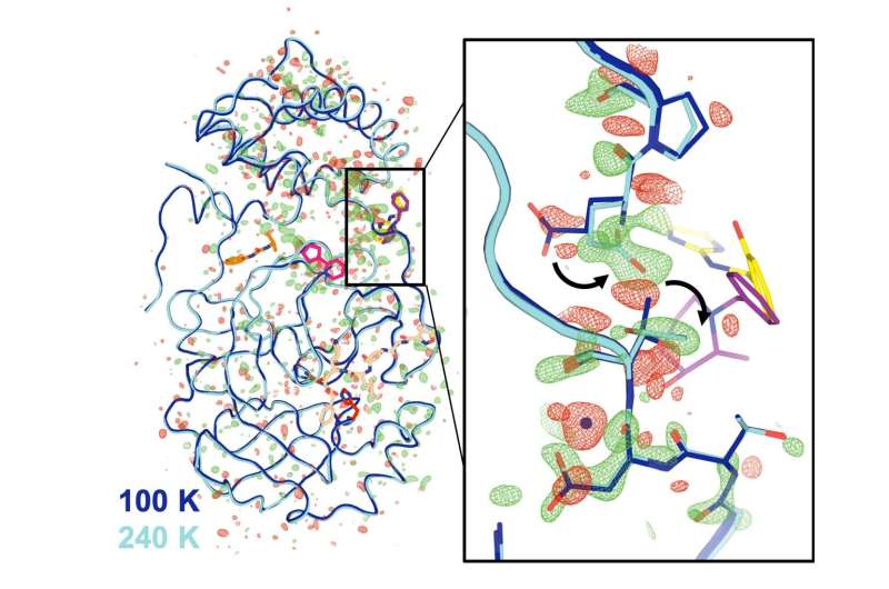 First structure of key COVID enzyme at human body temperature