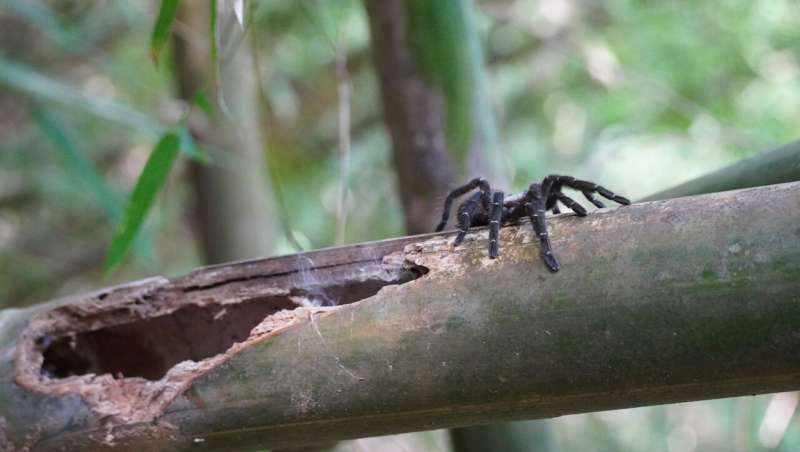 Encuentran en Tailandia la primera tarántula que vive en tallos de bambú
