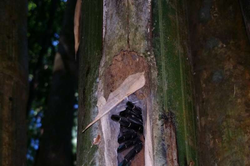 Encuentran en Tailandia la primera tarántula que vive en tallos de bambú