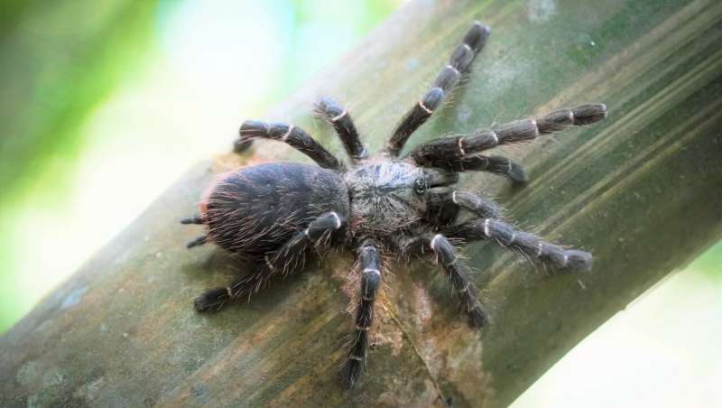 First tarantula to live in bamboo stalks found in Thailand