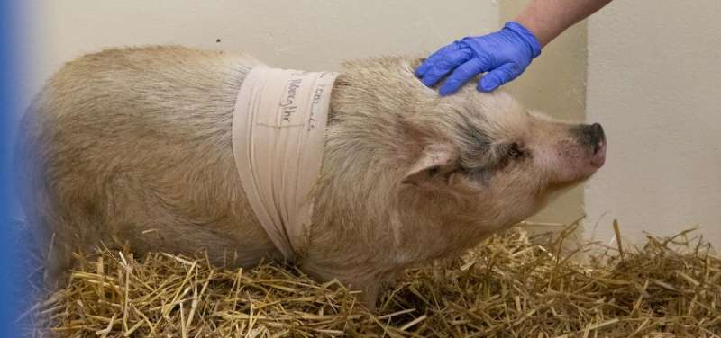 Первая операция по тотальному удалению слухового прохода на свинье 
