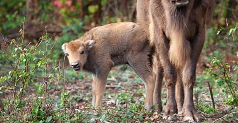 First wild European bison born in the UK for thousands of years