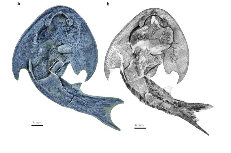 Fish fossils breathe new life into fin and limb evolutionary hypothesis