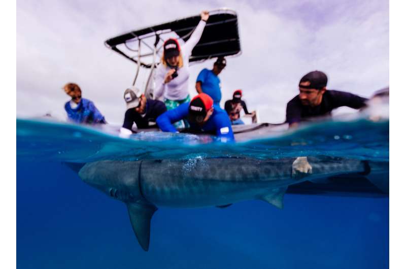 Fishing for sharks: Hot or not?