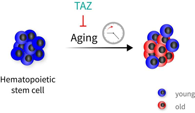 Fitness program for blood stem cells — TAZ protein protects from age-related loss of function
