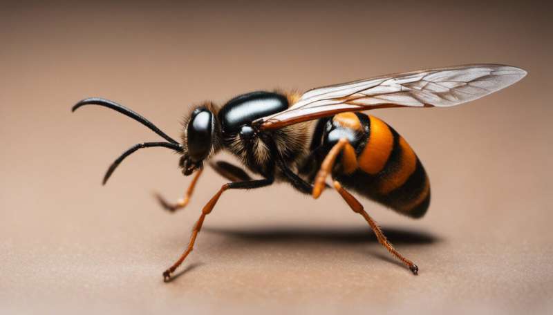 Five facts about the gruesome beauty of solitary wasps