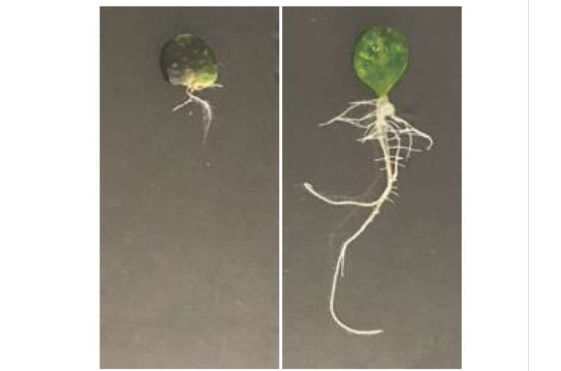 Fix, not fight: Scientists help plants regenerate after injury