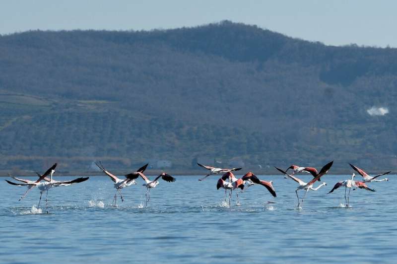 Flamingos fly over a lagoon in Albania's Divjaka-Karavasta National Park