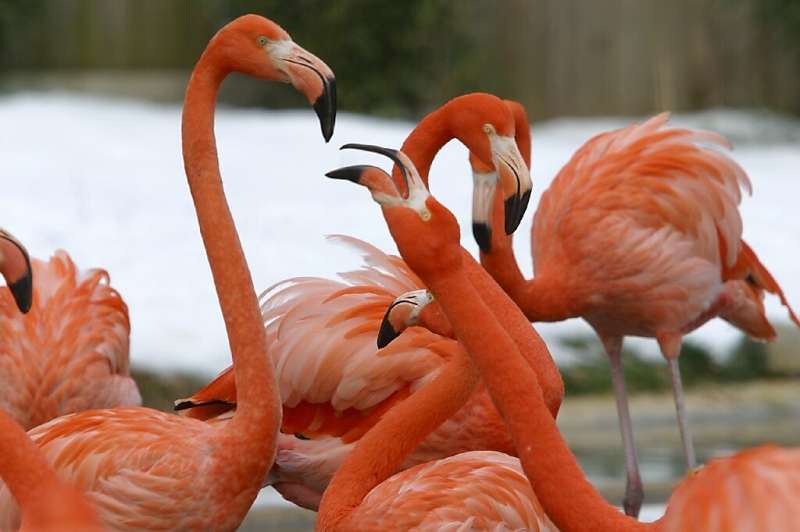 Flamingos stand in a heated pool at the National Zoo in Washington in December 2002