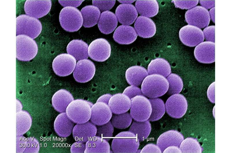 Flavonolignans reduce the virulence of antibiotic-resistant bacterial strains