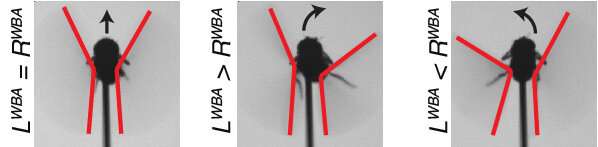 Flies possess more sophisticated cognitive abilities than previously known