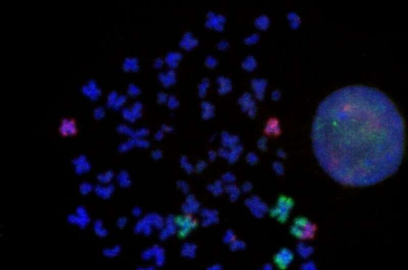 Flipping the switch: Salk scientists shed new light on genetic changes that turn “on” cancer genes