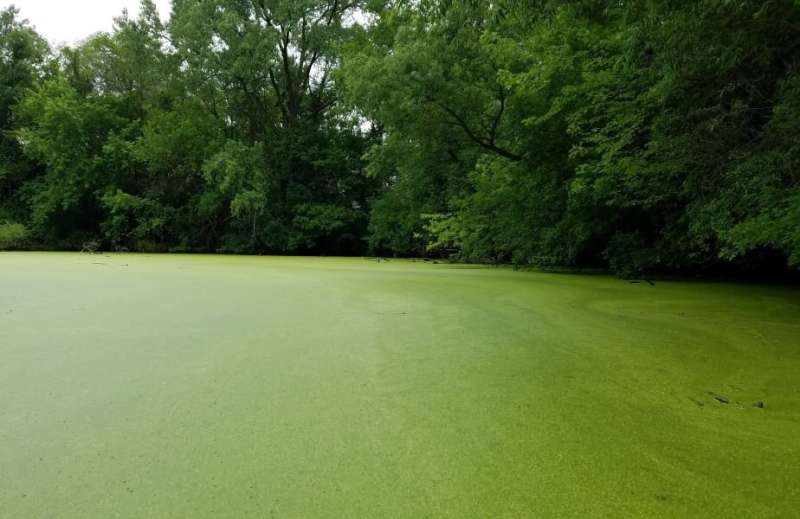 Floating duckweed on ponds stimulates increased greenhouse gas emissions