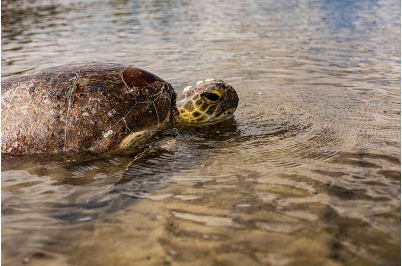 Floods, new mystery disease impact starving marine turtles