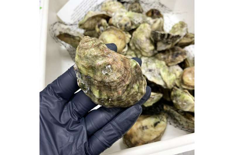 Florida oysters found to have toxic 'forever chemicals'