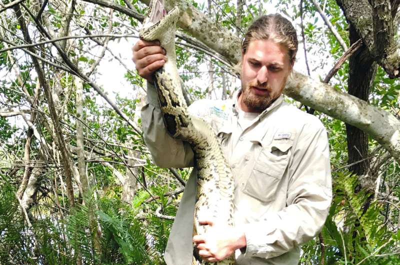 Florida team hauls in 18-foot, 215-pound Burmese python