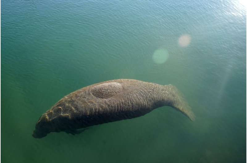 Florida wildlife officials say some manatee food growing