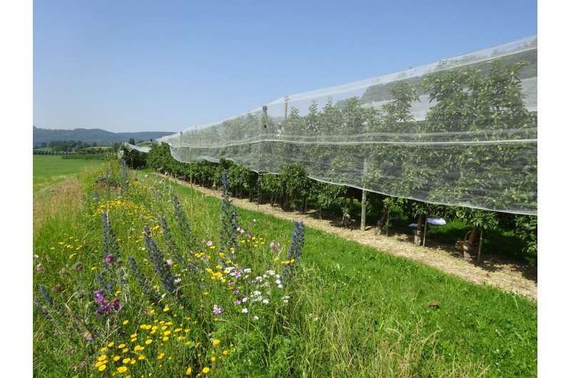 Flower strips and hedges combine to boost bees in orchards