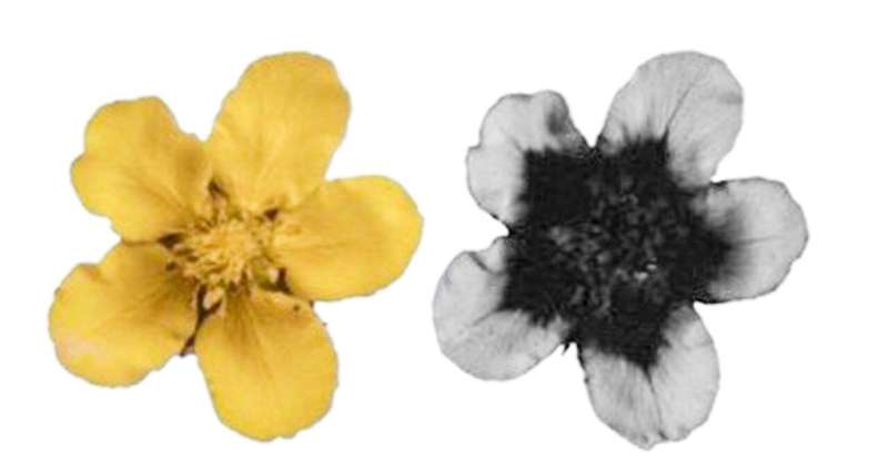 The invisible colors of the flowers can help ensure pollination, survival