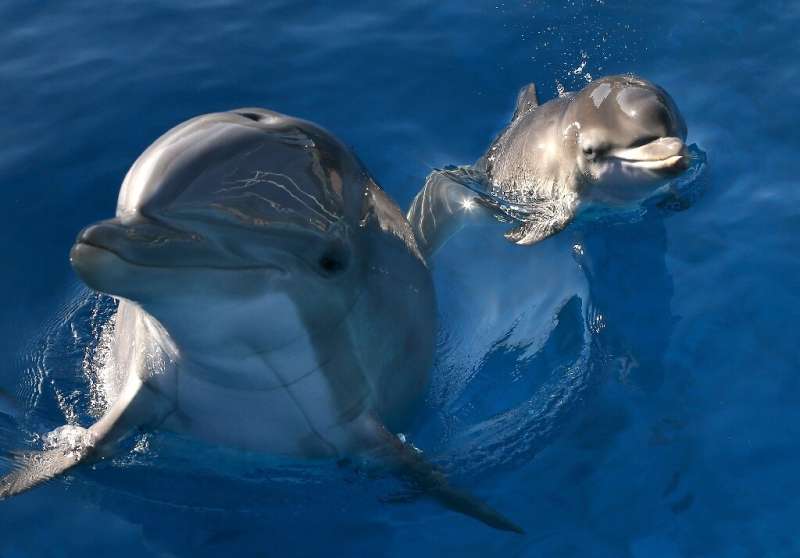 For bottlenose dolphins, it's the taste of urine and signature whistles that allow them to recognize their friends at a distance