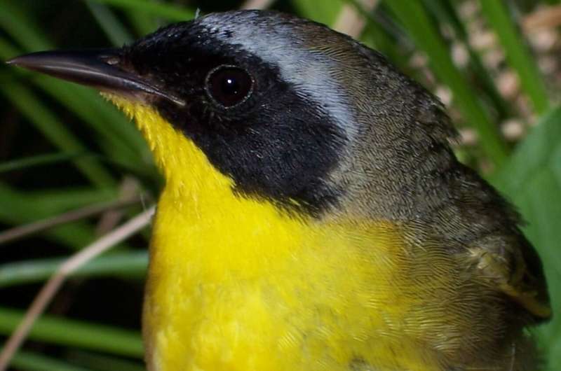 For female yellowthroats, there's more than one way to spot a winning mate