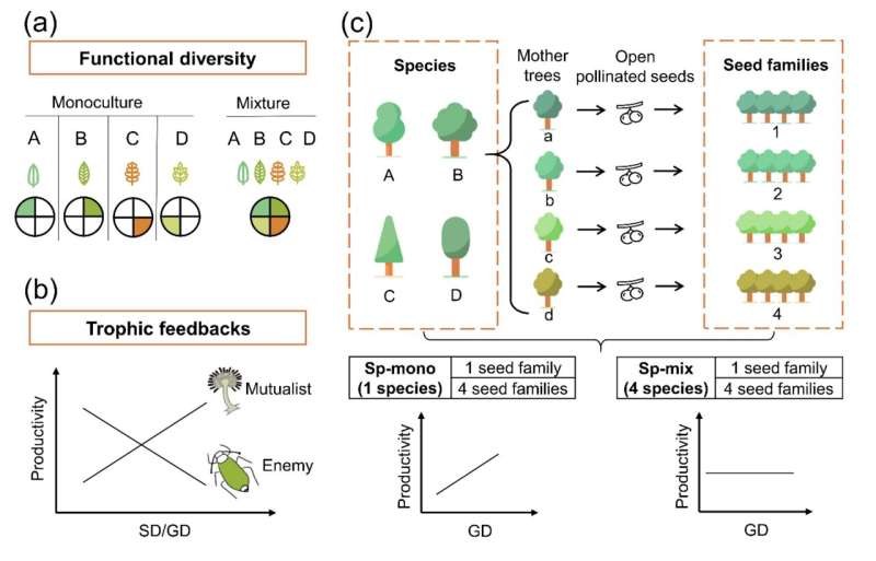 Forests benefit from tree species variety and genetic diversity