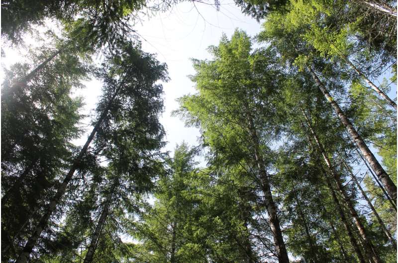 Forests' carbon uptake will be compromised by climate change, leaf temperature study suggests