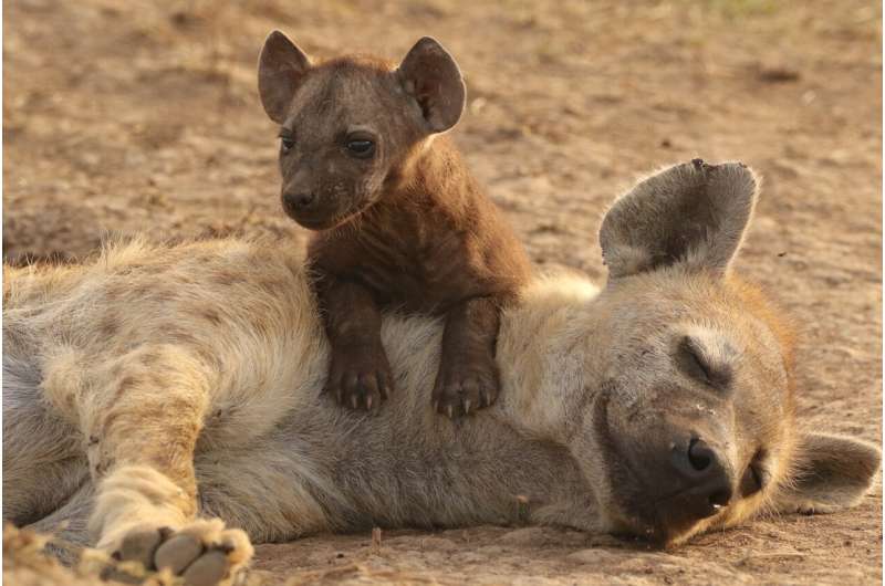 Formative years in hyenas: conditions have long-term effects on health and life expectancy