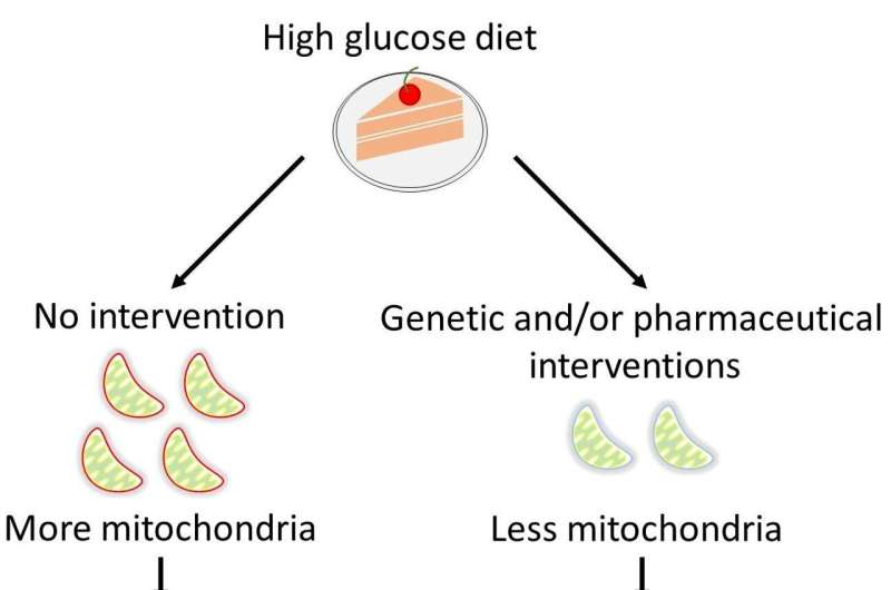 FORTH researchers reveal how metabolic reprogramming in mitochondria promotes or undermines survival and longevity