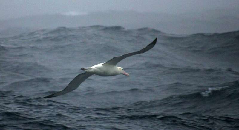 Fortune favours the bold: Research has found that shyer albatrosses are up to twice as likely to get divorced