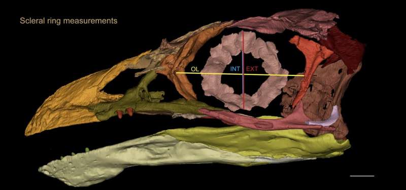 Fossil bird's skull reconstruction reveals a brain made for smelling and eyes made for daylight