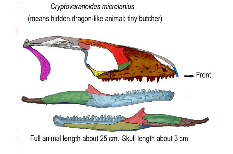Fossil discovery in storeroom cupboard shifts origin of modern lizard back 35 million years