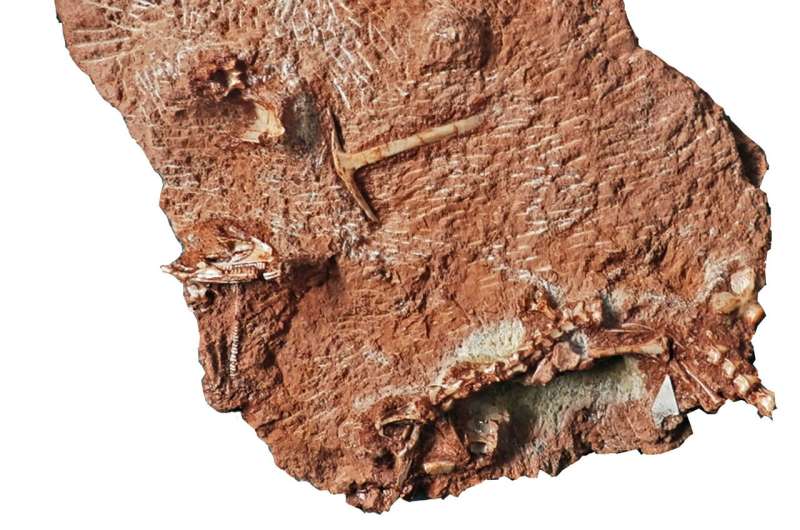 Storage room fossil finds modern lizard 35 million years old