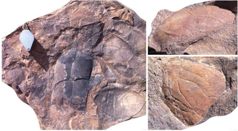 The fossil site reveals that giant arthropods dominated the seas 470 million years ago