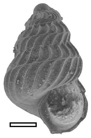 Fossil snail shells offer new tool for analyzing ancient ocean chemistry