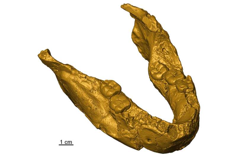 Analysis of fossil teeth reveals early humans in southern Africa