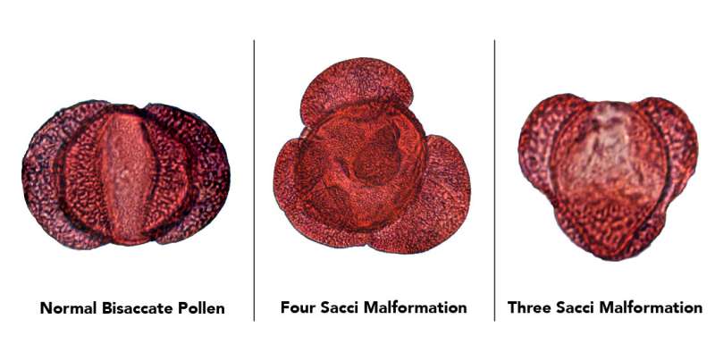 Fossilized pollen may reveal “fingerprints” of environmental stress