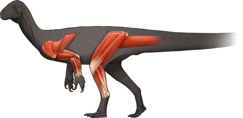 Fossils of sauropodomorph ancestor show it walked upright, was quick and agile
