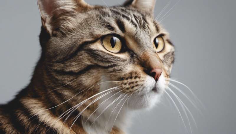 Four science-based ways to tell if your cat loves you