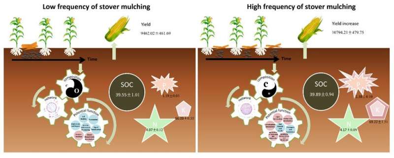 Frequent stover mulching builds healthy soil through soil bacterial community